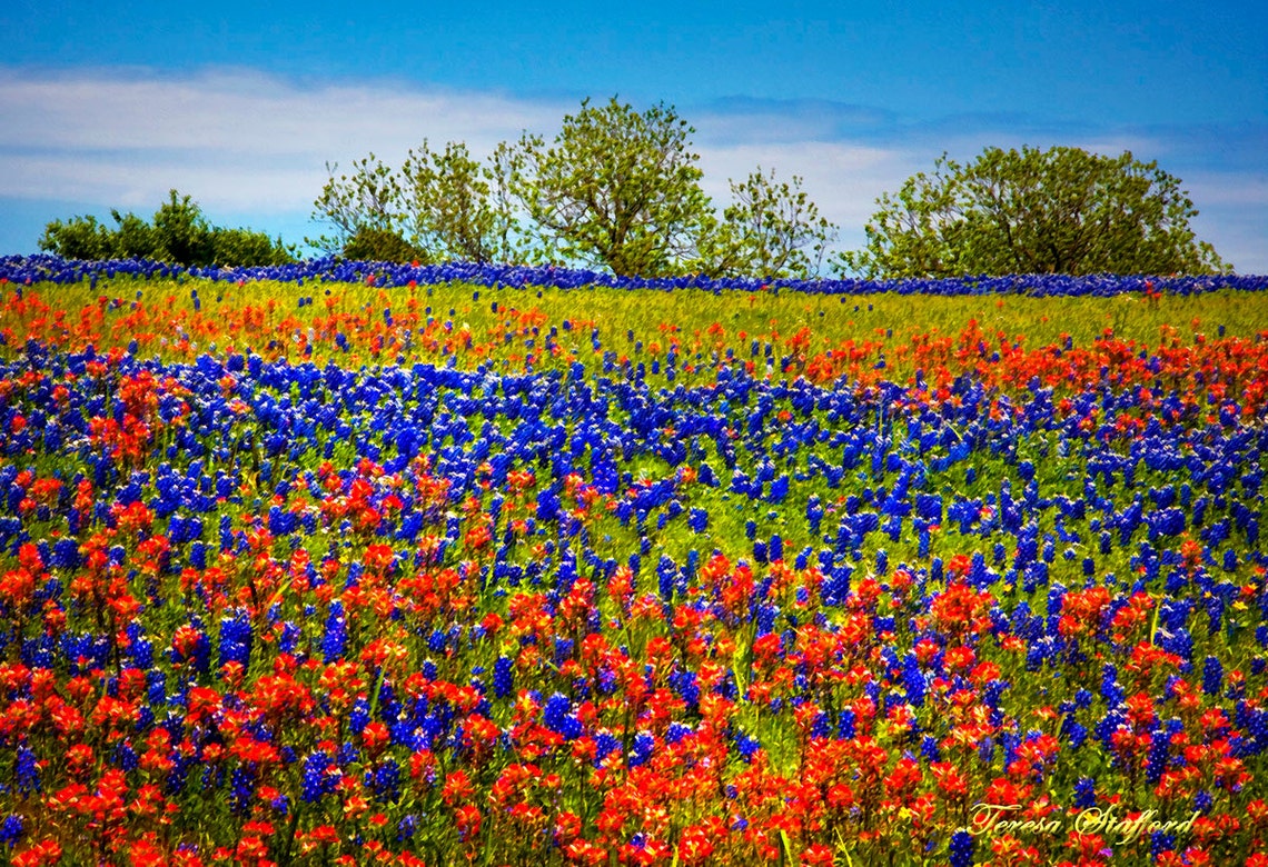 indian paintbrush silk flowers indian paintbrush silk flowers
