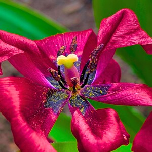 以下が含まれることがあります： 幅の広い質感のある花びらを持つ、濃いマゼンタ色のチューリップの花。中心部は濃い紫色で、雄しべには黄色い花粉が付着しており、中央には黄色い雌しべがあります。背景には鮮やかな緑色の葉が見えます。