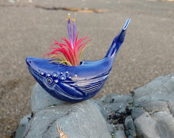 Small Whale Air Plant Holder, Bring the Beach Home