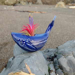 Puede incluir: Un macetero de cerámica azul en forma de ballena con una planta de aire rosa y morada en su interior. El macetero está sentado sobre una roca gris con una rama marrón en primer plano.