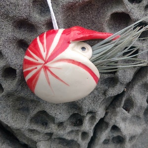 A Small Nautilus, Hanging Air Plant Holder, Mother's Day Gift image 4