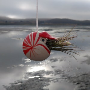 A Small Nautilus, Hanging Air Plant Holder, Mother's Day Gift image 1