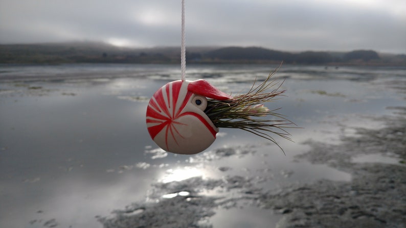 A Small Nautilus, Hanging Air Plant Holder, Mother's Day Gift image 1