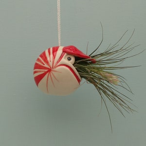 A Small Nautilus, Hanging Air Plant Holder, Mother's Day Gift image 8