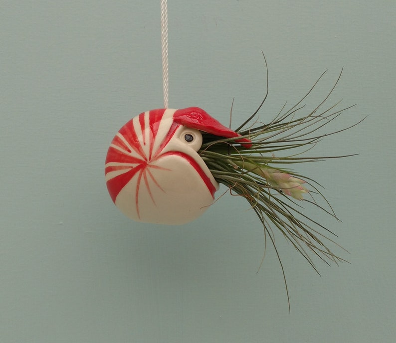 A Small Nautilus, Hanging Air Plant Holder, Mother's Day Gift image 8