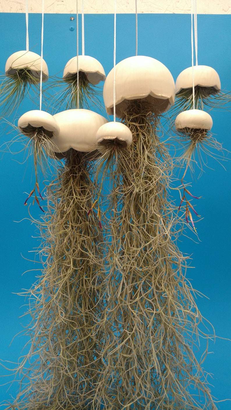 A Large Jellyfish Air Plant Hanger, Coastal Decor, Beach House image 6