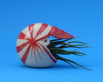 Large Nautilus,  Air Planter, Table Top, Freestanding, Whimsical Gift