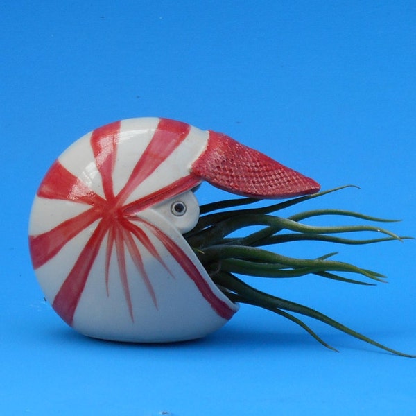 Large Nautilus,  Air Planter, Table Top, Freestanding, Whimsical Gift