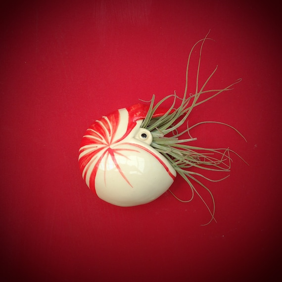 Large Nautilus Air Plant Wall Planter, Mother's Day Gift 