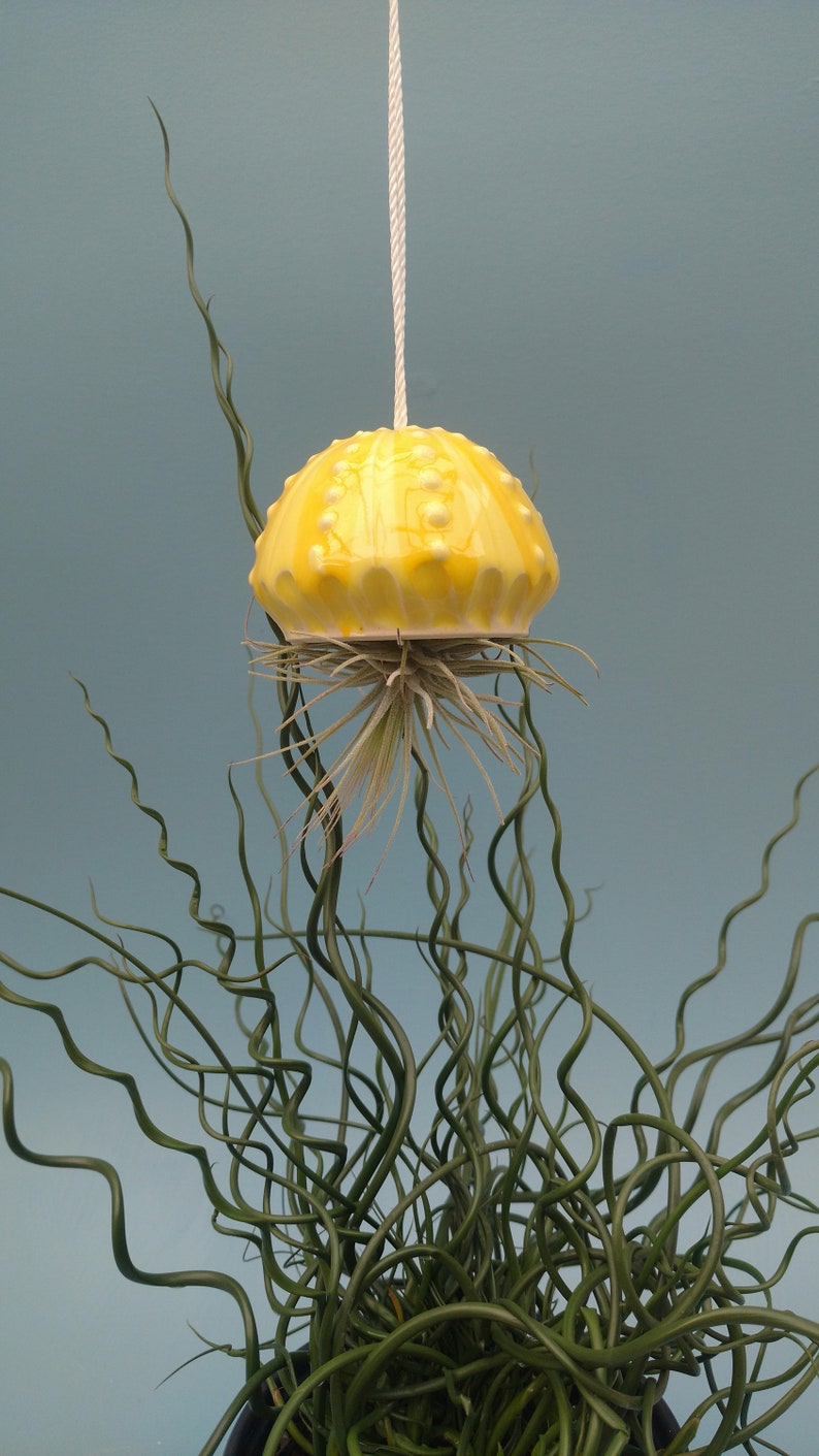 A Large Jellyfish Air Plant Hanger, Coastal Decor, Beach House image 5