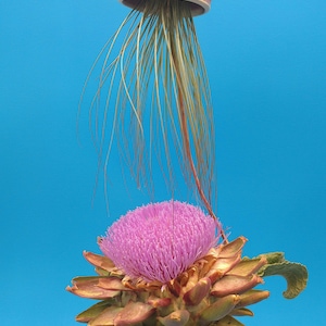 A Large Jellyfish Air Plant Hanger, Coastal Decor, Beach House image 4