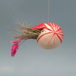 May include: A red and white ceramic planter shaped like a nautilus shell hangs from the ceiling. The planter is filled with a green air plant with pink flowers.