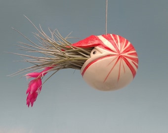 May include: A red and white ceramic planter shaped like a nautilus shell hangs from the ceiling. The planter is filled with a green air plant with pink flowers.