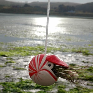 A Small Nautilus, Hanging Air Plant Holder, Mother's Day Gift image 9