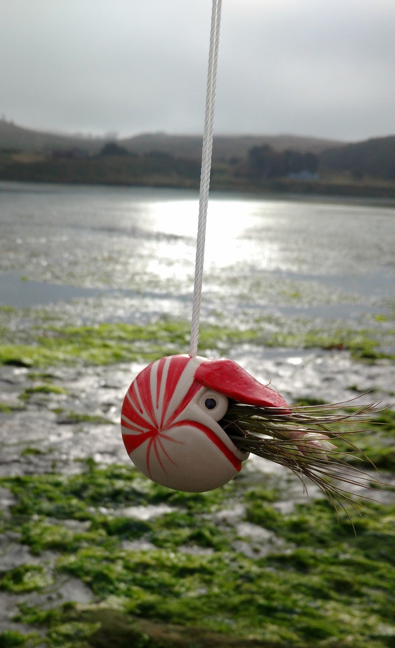 A Small Nautilus, Hanging Air Plant Holder, Mother's Day Gift image 9