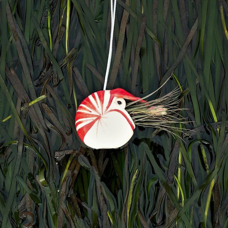 A Small Nautilus, Hanging Air Plant Holder, Mother's Day Gift image 2