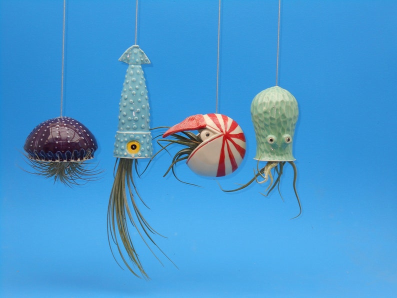 A Small Nautilus, Hanging Air Plant Holder, Mother's Day Gift image 7