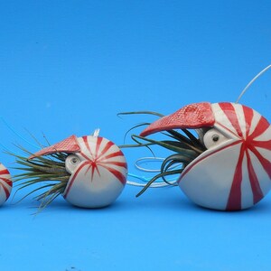 A Small Nautilus, Hanging Air Plant Holder, Mother's Day Gift image 6