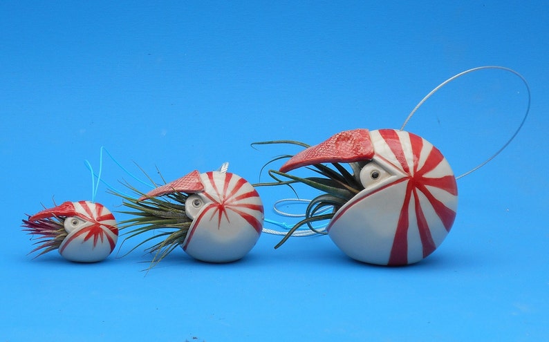 A Small Nautilus, Hanging Air Plant Holder, Mother's Day Gift image 6