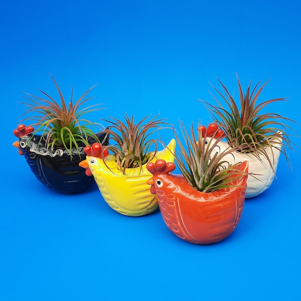 Chicken Planters, Air Plants, Farm Table Decor