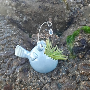 May include: A blue ceramic anglerfish planter with a green succulent plant growing out of its mouth. The planter has a wire stem with a crystal hanging from it.