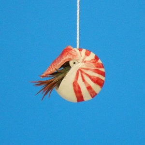 Mini Nautilus Hanging Air Planter, Ocean Lover&#39;s Gift