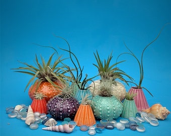 Small Air Planter, Sea Urchin Collection, Whimisical Sea Gift, Tide Pool on Your Desk