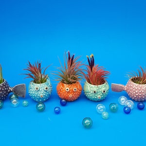 May include: Five ceramic pufferfish planters in different colors, each with a small air plant growing inside. The planters are arranged in a row on a blue surface with blue and green glass marbles scattered around them.