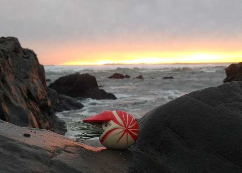 A Small Nautilus, Hanging Air Plant Holder, Mother's Day Gift image 5