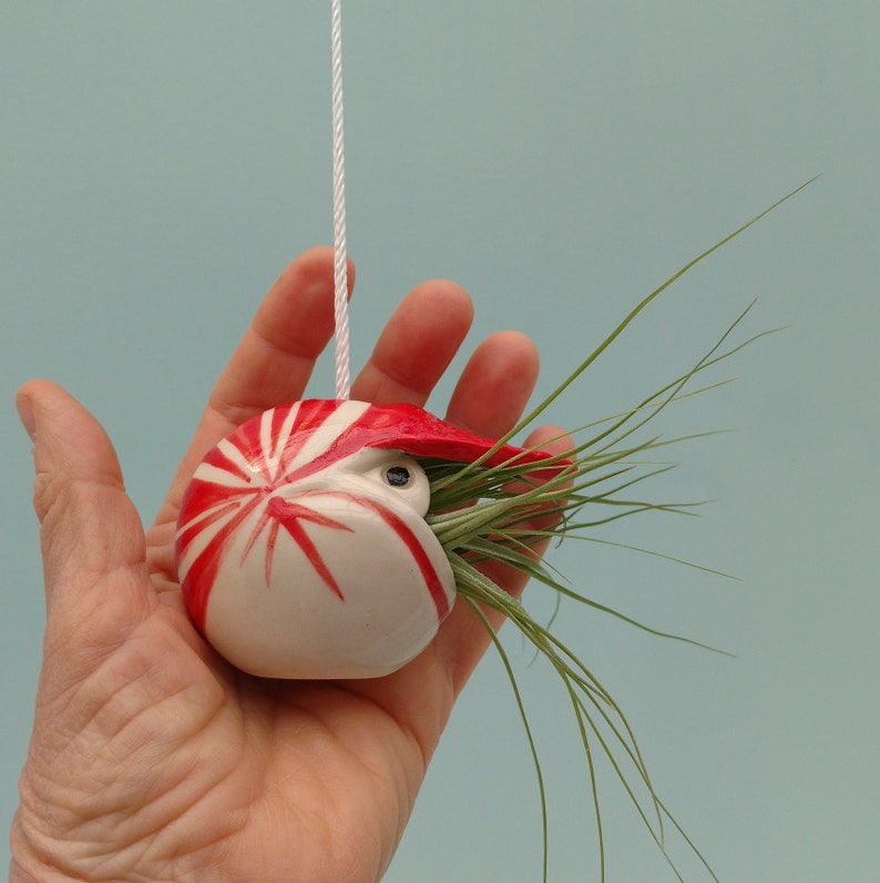 A Small Nautilus, Hanging Air Plant Holder, Mother's Day Gift image 3