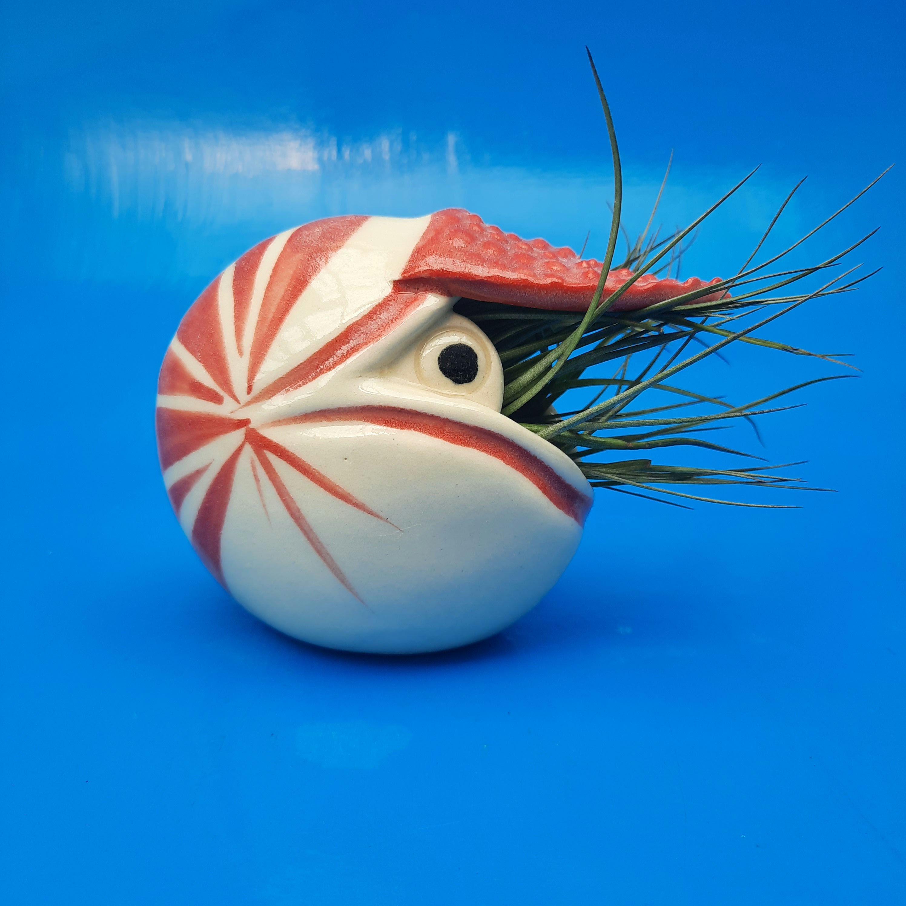Large Nautilus, Air Planter, Table Top, Freestanding, Whimsical Gift