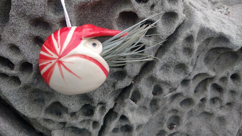 A Small Nautilus, Hanging Air Plant Holder, Mother's Day Gift image 4