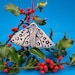 see more listings in the ornaments, art tile section
