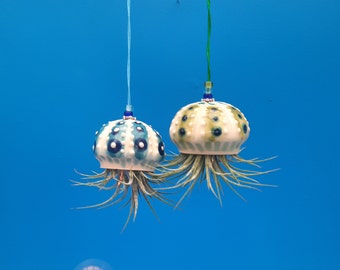 Mini medusas punteadas, plantador de aire colgante, trae la playa a casa, regalo de San Valentín