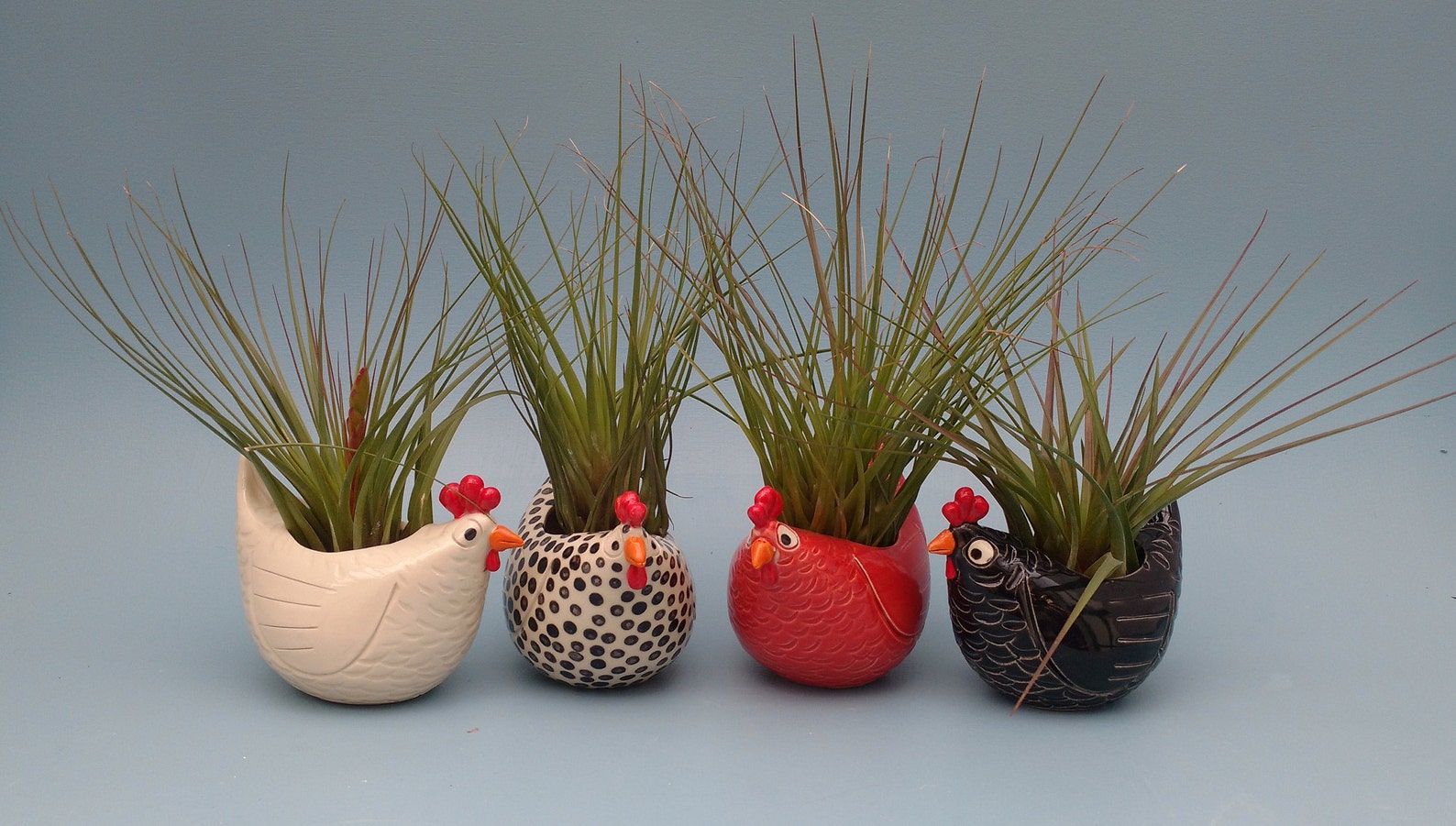 Large Chicken Planters, Air Plants, Succulents, Chicken Lovers.