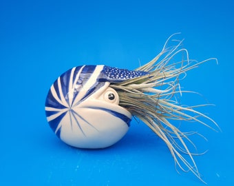 Blue and White, Large Nautilus,  Air Planter, Table Top, Freestanding,  Mother's Day Gift