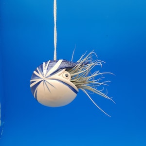 Blue & White Nautilus Air Plant Hanger: Coastal Decor, Live Plant Gift