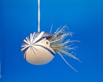 Blue and White, Large, Nautilus Air Plant Hanger, Coastal Decor, Live Plant Gift, Mother's Day Gift, Ocean Lover, Whimsical Gift