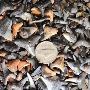 Natural Fossil Shark Teeth Mix: Ancient Ocean Treasures