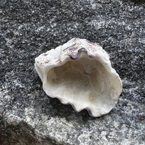 Pode incluir: Uma concha aberta com um exterior rugoso e texturizado em tons de branco, creme e castanho escuro. O interior da concha é liso, côncavo e de cor esbranquiçada, exibindo curvas orgânicas naturais e uma borda ondulada e irregular.