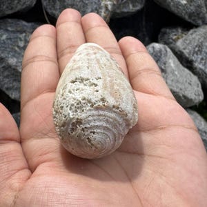 Pode incluir: Uma concha cónica de cor esbranquiçada e desgastada, com uma superfície porosa e texturizada com padrões de crescimento em espiral visíveis. A concha apresenta erosão natural e marcas castanhas claras no exterior, exibindo um aspeto orgânico e calcificado.