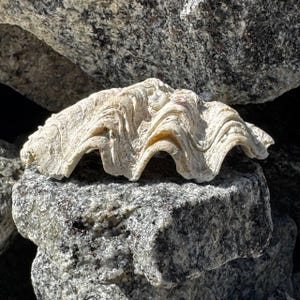 May include: A large, off-white clam shell featuring a deeply scalloped, wavy edge and a rough, textured surface with natural ridges and grooves. The shell displays a weathered appearance with subtle variations in cream and beige tones throughout.