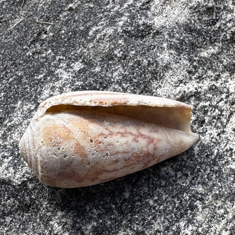 Concial Shell Natural Weathered Cone Seashell | Heavily Textured Ocean Tumbled Shell ...