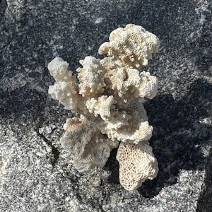 May include: A piece of off-white, porous coral with a complex, branching structure and a honeycomb-like surface texture. The coral exhibits multiple irregular protrusions and a calcified, skeletal appearance with varying depths and shadows.