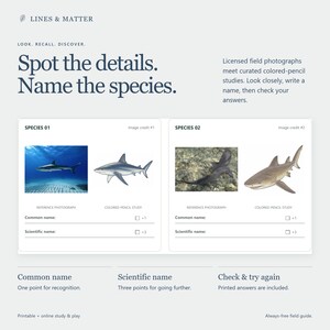 May include: A printable field guide titled Lines & Matter featuring the text Spot the details. Name the species. It includes two sections for shark identification, each with a reference photograph and a coloured-pencil study, plus blank lines for common and scientific names.