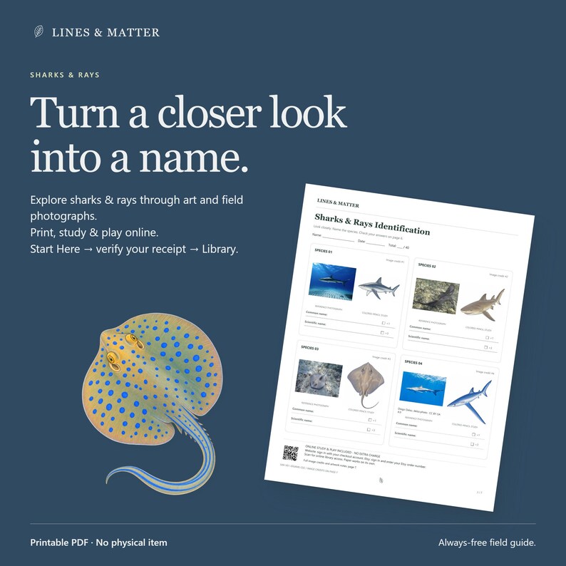May include: A digital educational resource titled Sharks & Rays Identification featuring a blue-spotted stingray illustration and a worksheet with four sections for identifying shark and ray species through photographs, scientific names, and common names.