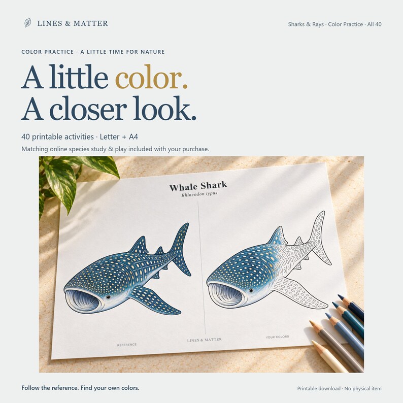 May include: A printable activity sheet titled Whale Shark Rhincodon typus featuring a colored reference illustration on the left and an uncolored line art version on the right. The text reads A little color. A closer look. 40 printable activities.