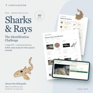 May include: A digital and printable educational set titled Sharks & Rays: The Identification Challenge by Lines & Matter. It includes a 7-page PDF with identification worksheets, a study guide, and an interactive online quiz featuring 10 species.