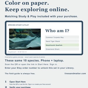 Op de afbeelding: Een digitale informatieve flyer getiteld Lines & Matter / Sharks & Rays. Het bevat een preview van het spel Species Study & Play met een foto van een zaagvis, een meerkeuzevraag en instructies om de set online te openen en te gebruiken.