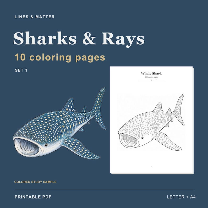 May include: A digital collection titled LINES & MATTER Sharks & Rays 10 coloring pages SET 1. It features a colored whale shark illustration and a black and white line art coloring page labeled Whale Shark Rhincodon typus. Printable PDF format.